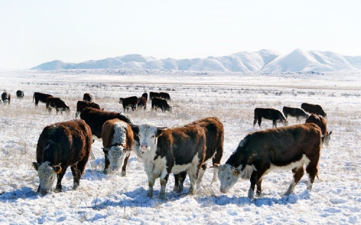 Фермеры настаивают на снятии ограничений на вывоз скота и мяса из Казахстана
