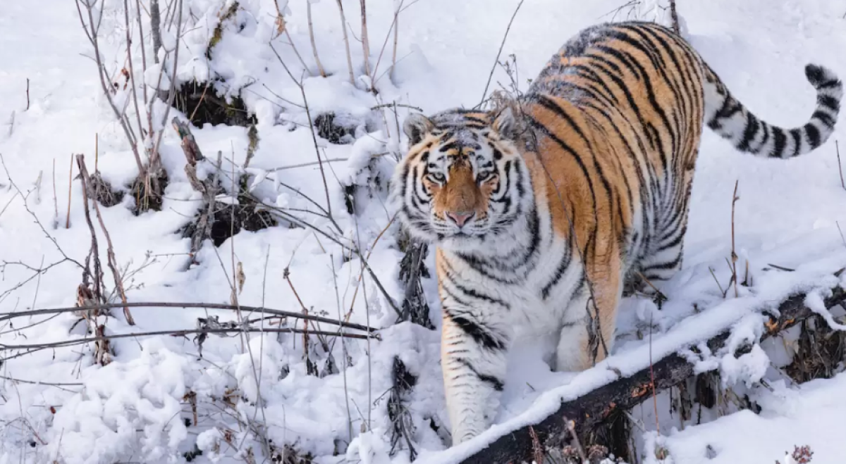 Когда Россия передаст Казахстану амурских тигров