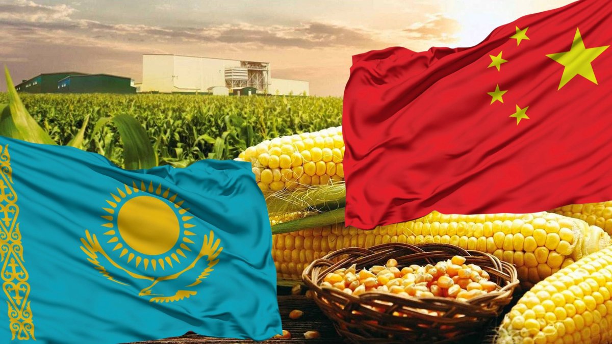 Китай будет учить казахстанских фермеров выращивать кукурузу