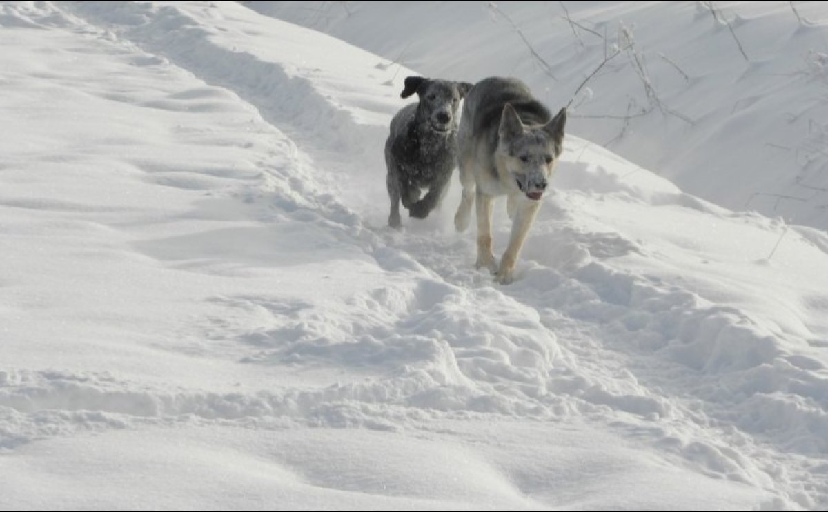 Бродячие собаки загрызли 17 овец в Акмолинской области