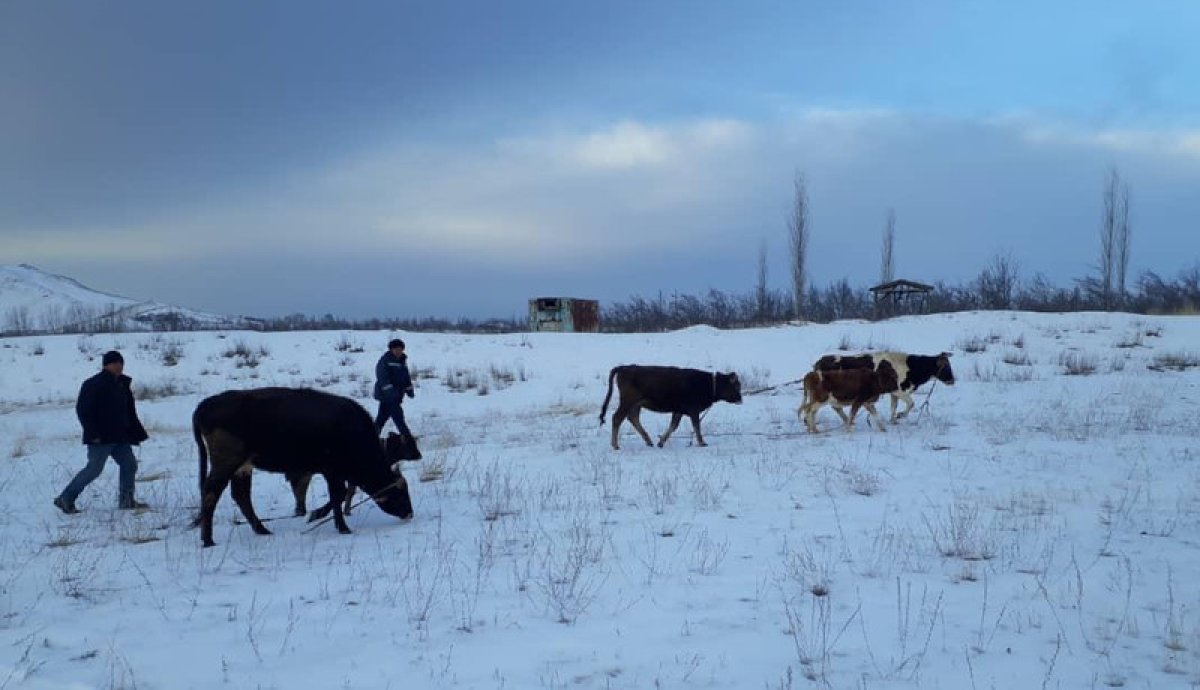 Ящур? Вслед за Россией о массовом падеже скота заявили в Кыргызстане