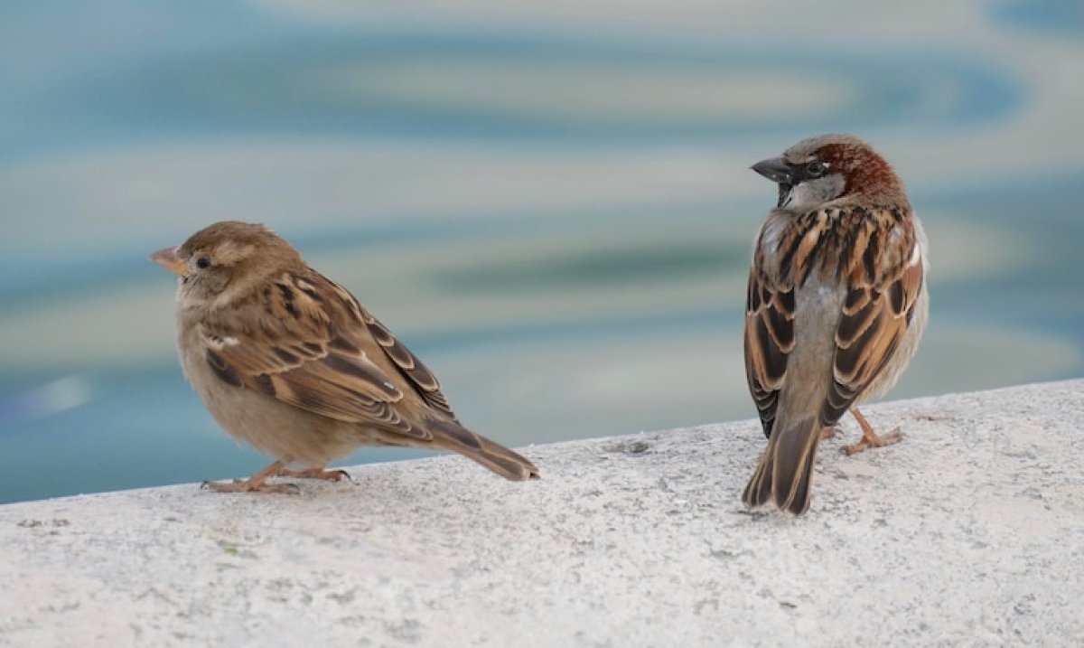 Красная книга Казахстана: под угрозой исчезновения до 70% птиц