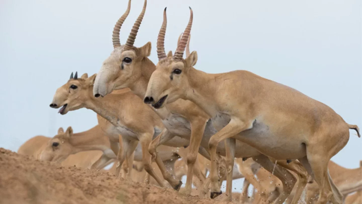 Поезд снес целое стадо сайгаков на севере Казахстана