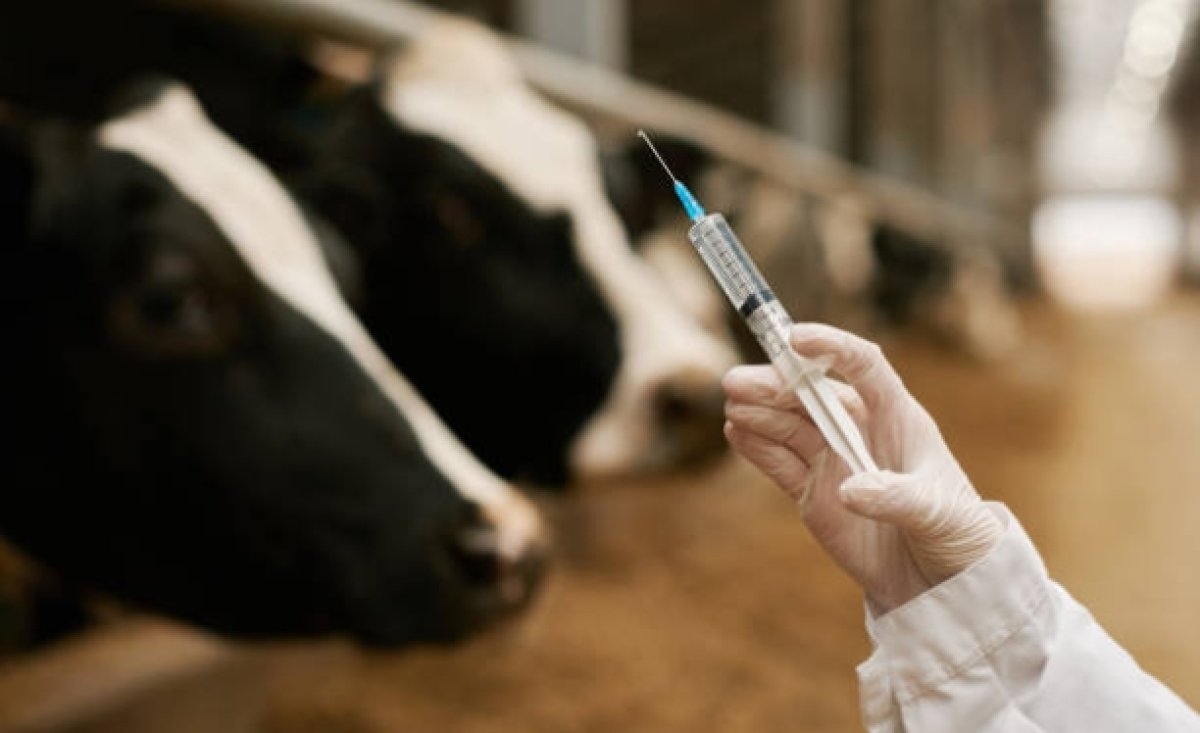 В Казахстане засекретили данные по массовой вакцинации скота — эксперт