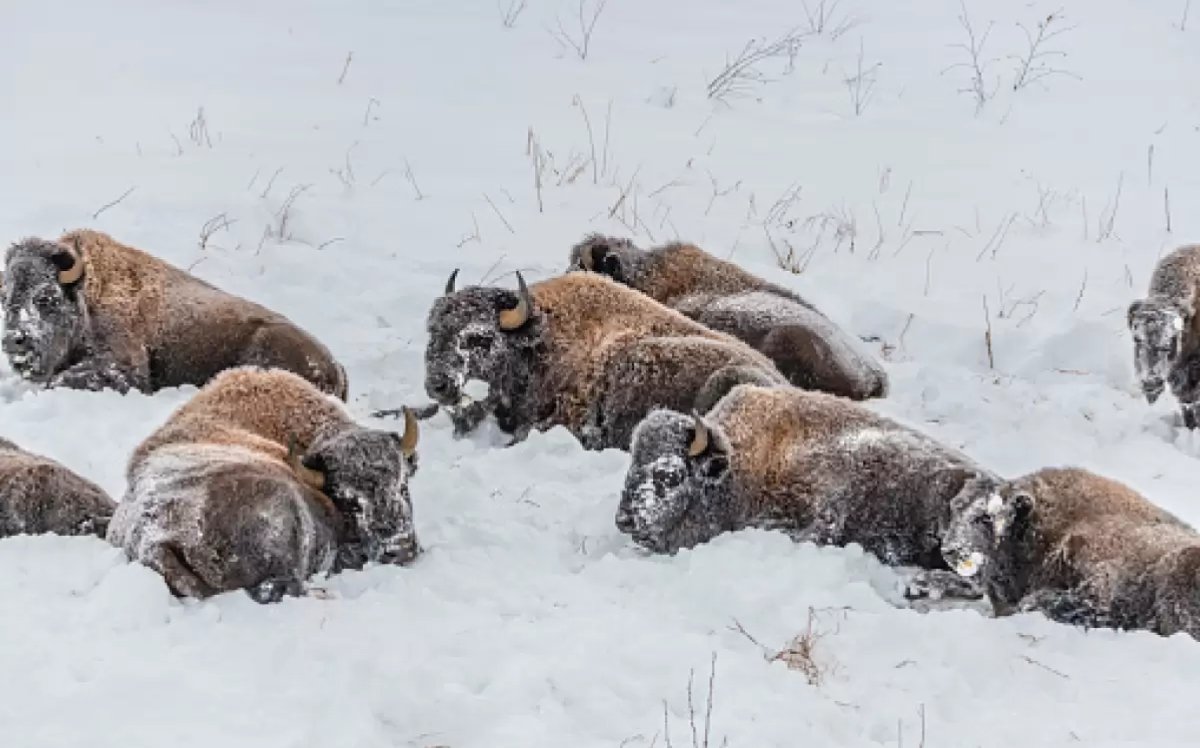 Чиновники хотели "выселить" бизонов в Акмолинской области
