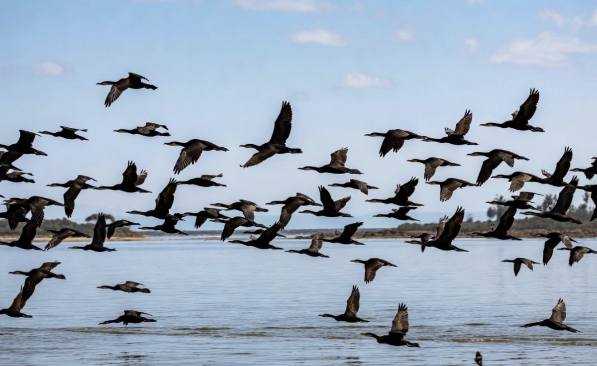 Причина в рыбе: в Павлодарской области будут отстреливать бакланов