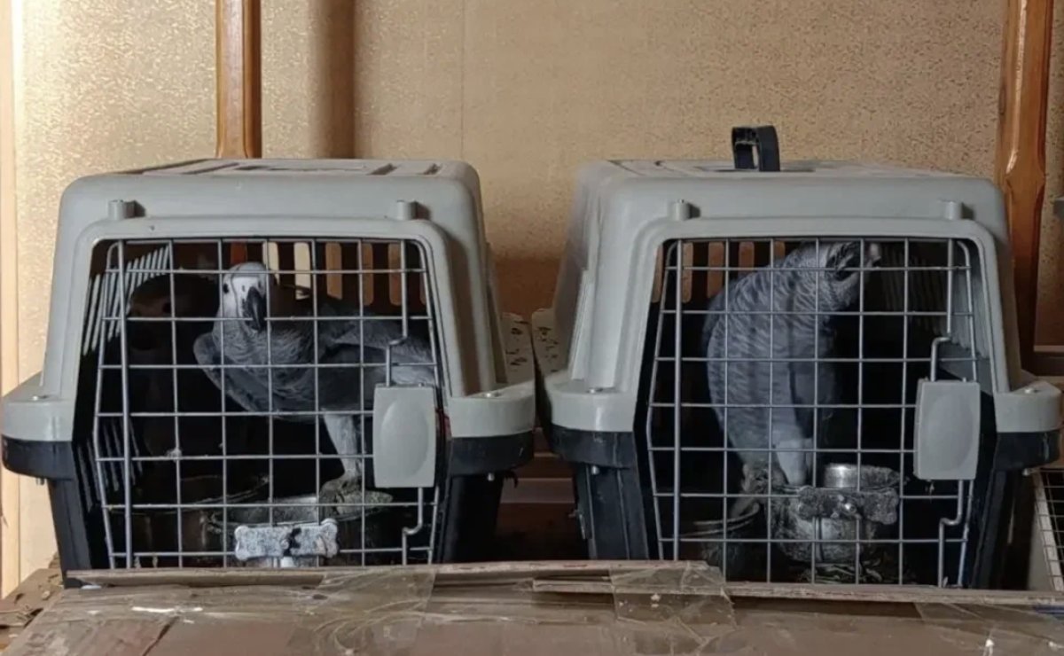 Экзотических птиц пытались вывезти из Казахстана в Россию