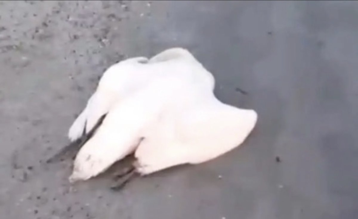 Мёртвых лебедей вновь нашли на побережье Каспия