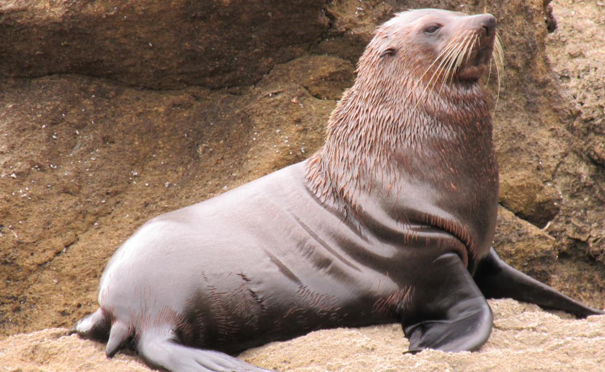 Пингвины и морские котики попали в список видов под угрозой вымирания
