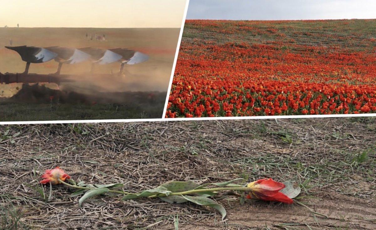 Трактор проехал по краснокнижным тюльпанам в Туркестанской области