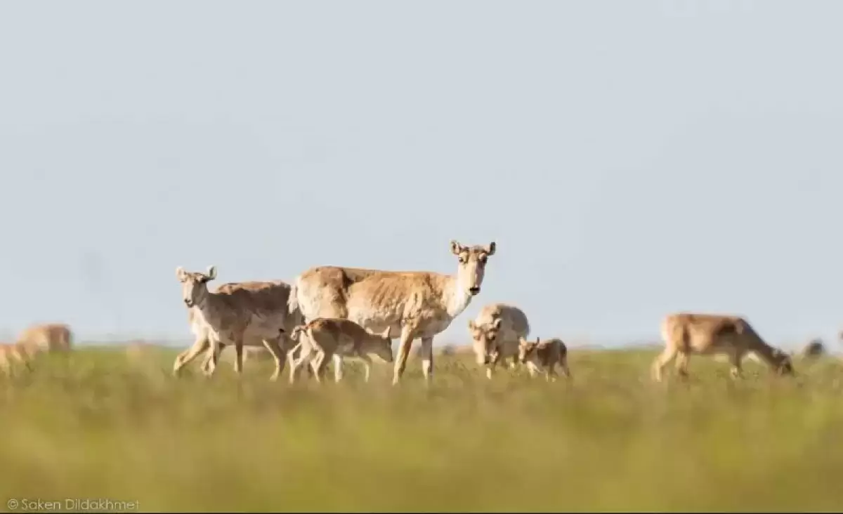 Вспышка ящура зафиксирована в Казахстане — эксперт