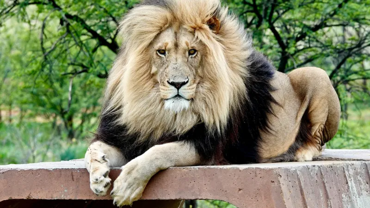 После выходки посетителя алматинский зоопарк обратился в полицию