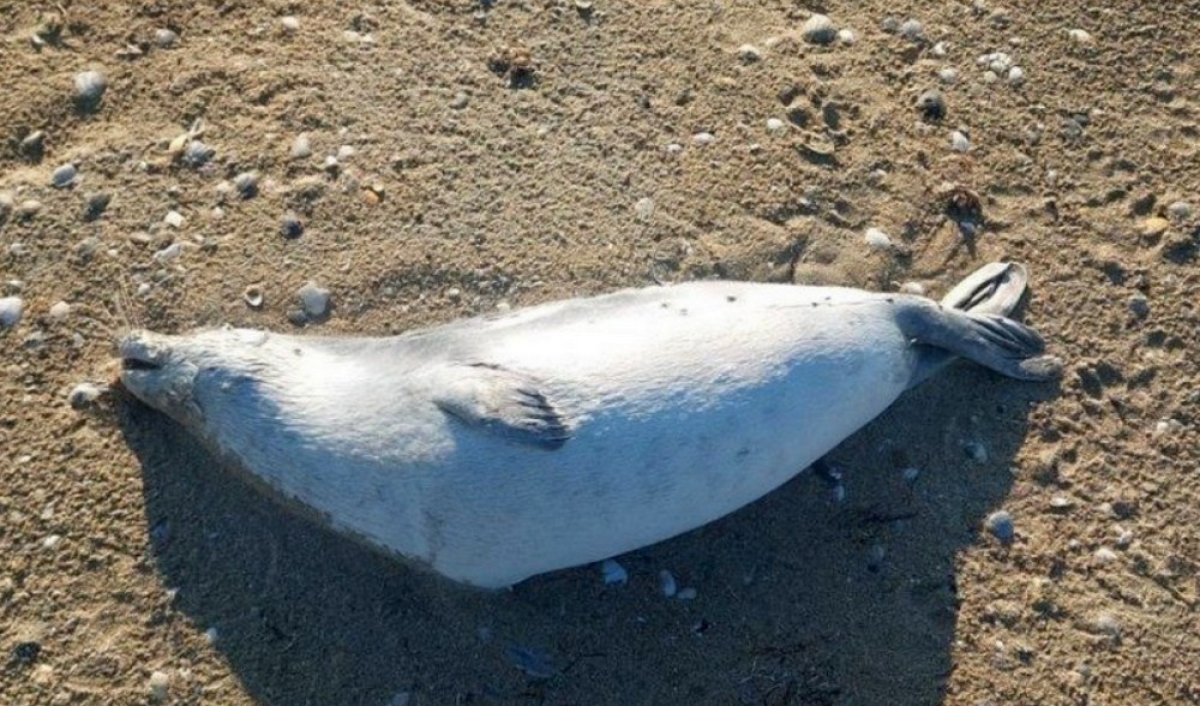 Массовая гибель тюленей произошла на Каспии