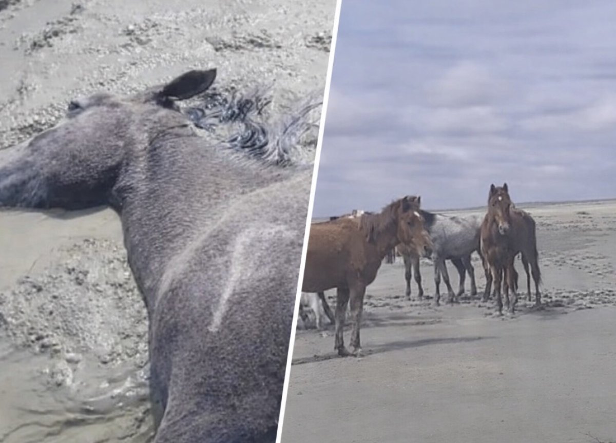 Более 100 лошадей погибли в Мангистау после дождей