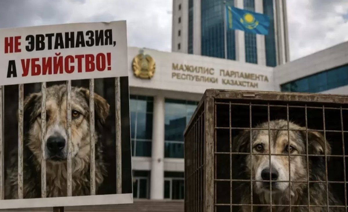 «Без крови и самообмана»: казахстанцы запустили петицию против эвтаназии животных