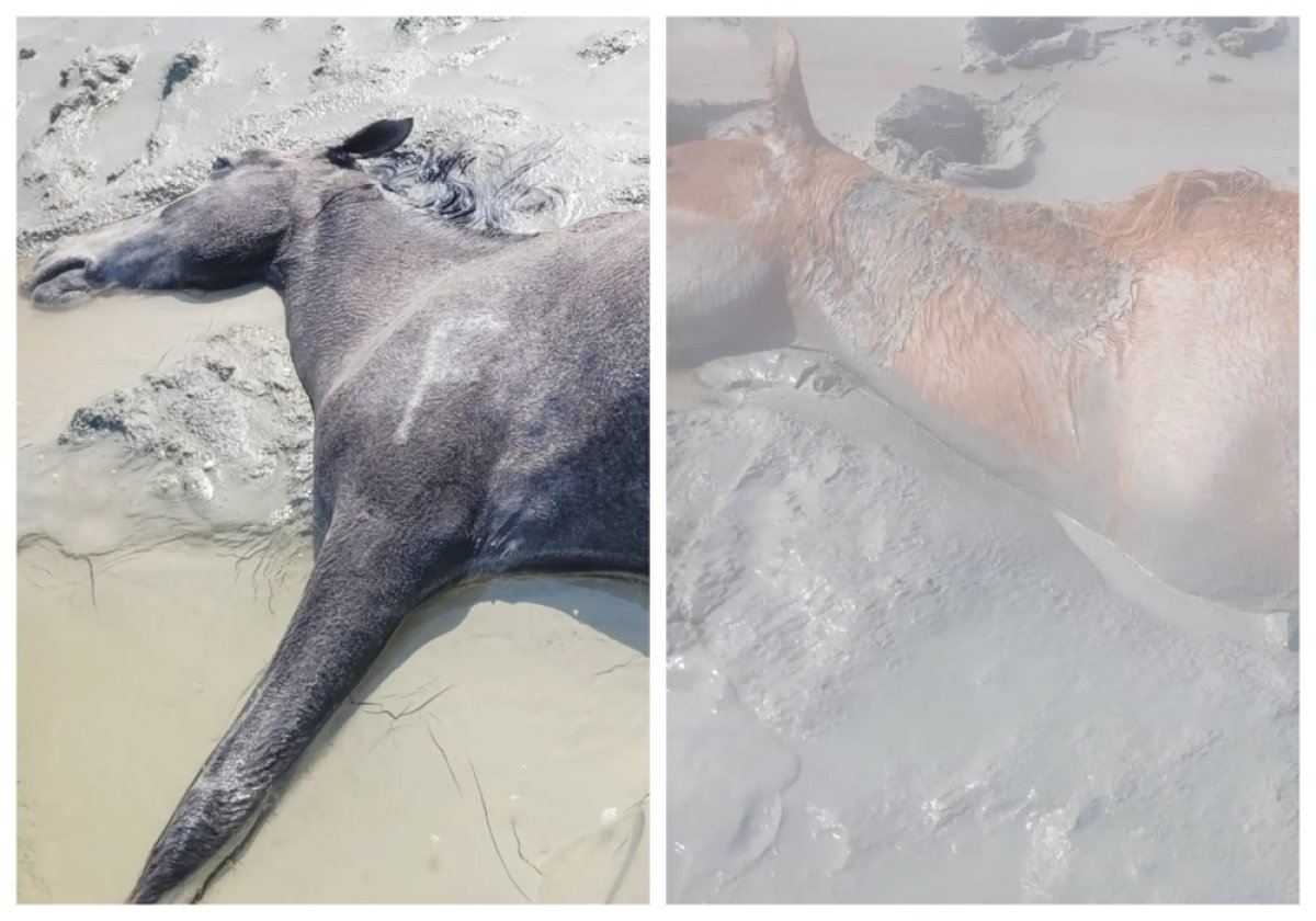 Остались без скота и крыши: жители Мангистау просят помощи после ливней