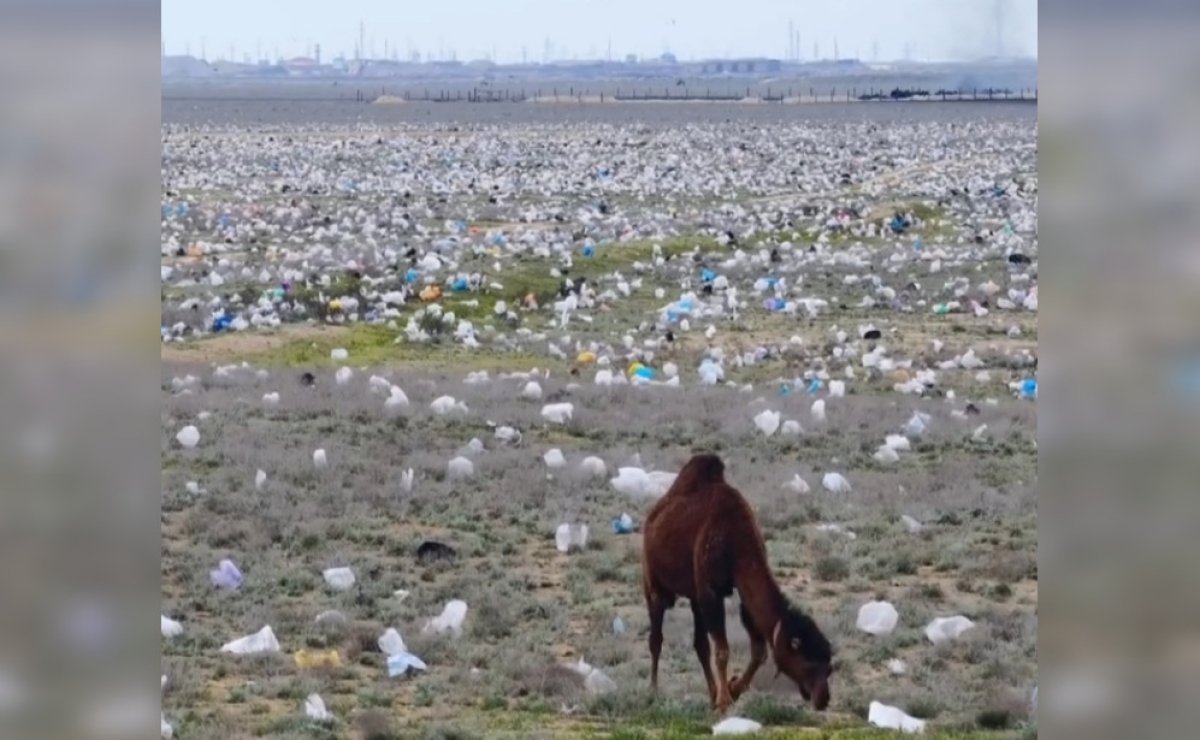 "К сожалению, это не ИИ": шокирующие кадры сняты в казахстанской степи
