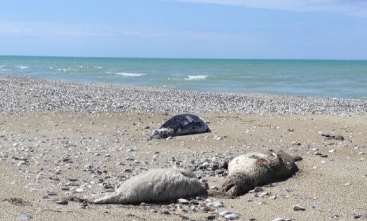 Причины массовой гибели каспийских тюленей назвал учёный