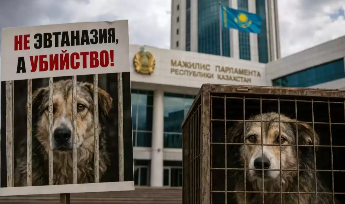 Жанбыршин нашёл виноватых: почему, по его версии, не работает ОСВВ