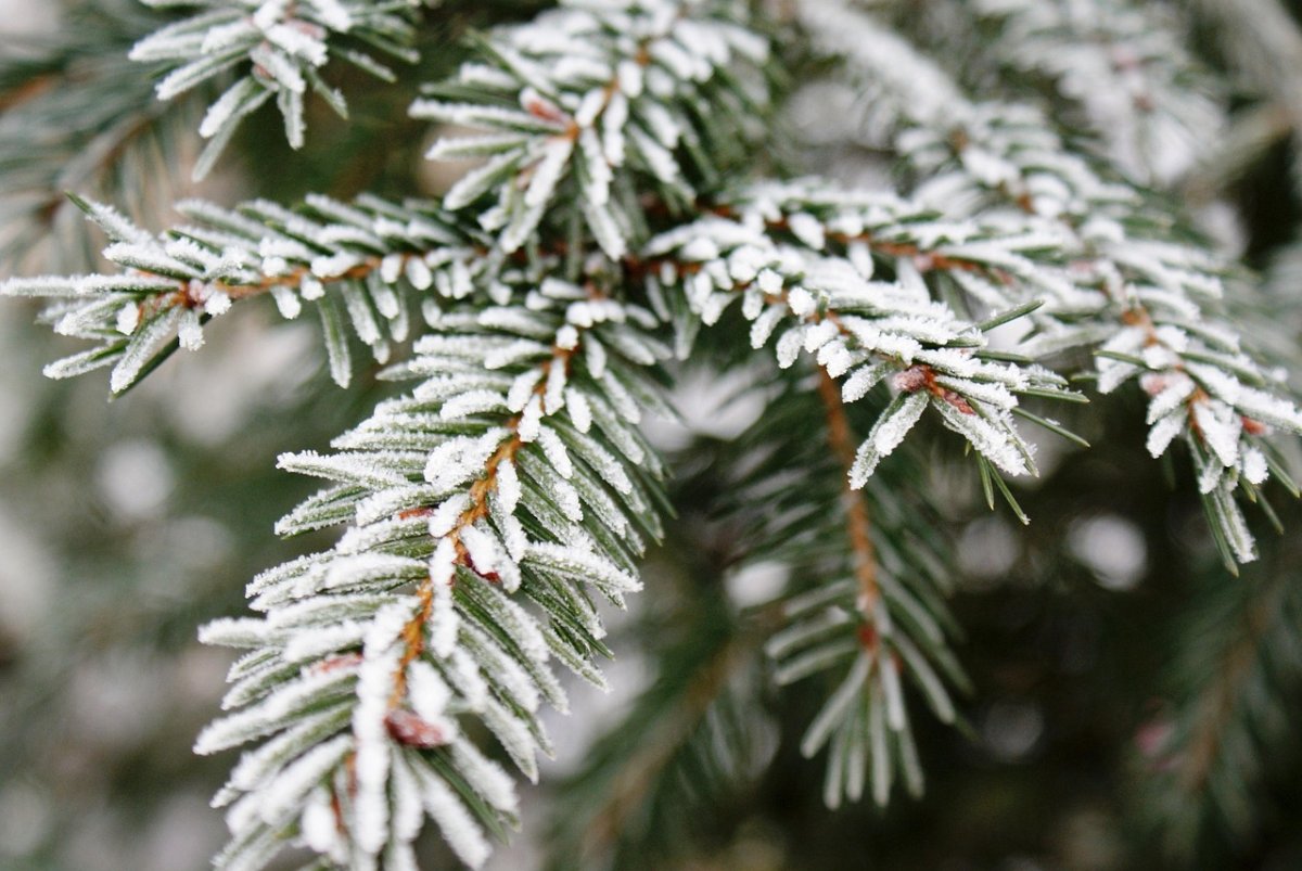 Заморозки и дожди накроют регионы Казахстана 29 апреля