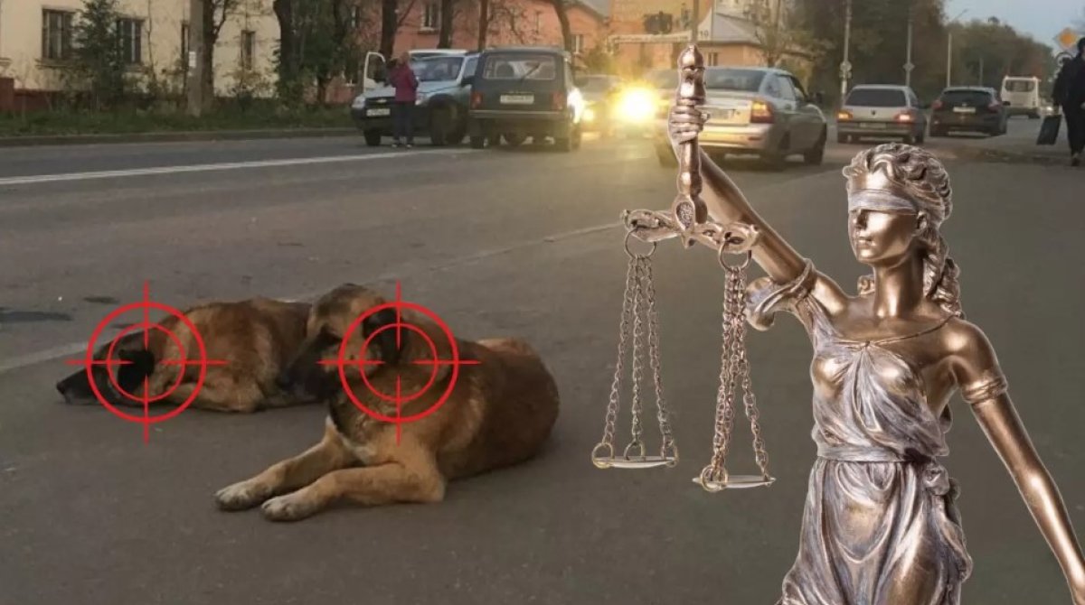 Назвали вещи своими именами: за что собаки скажут «спасибо» сенаторам?