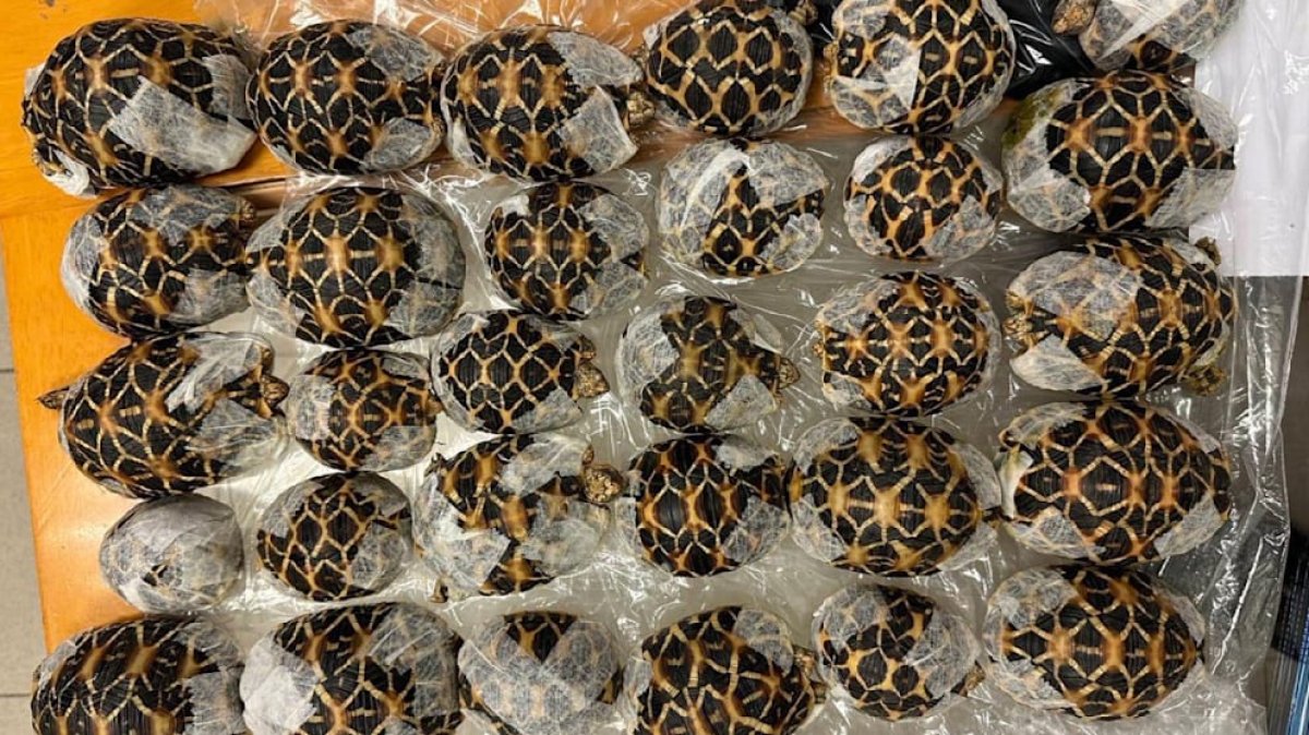 Живой пояс: в Бангкоке стюардесса пыталась вывезти 30 редких черепах под одеждой