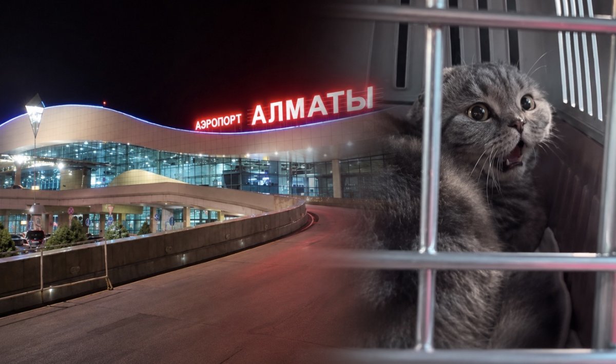 Казахстанка заявила о жестоком обращении с кошкой в аэропорту Алматы