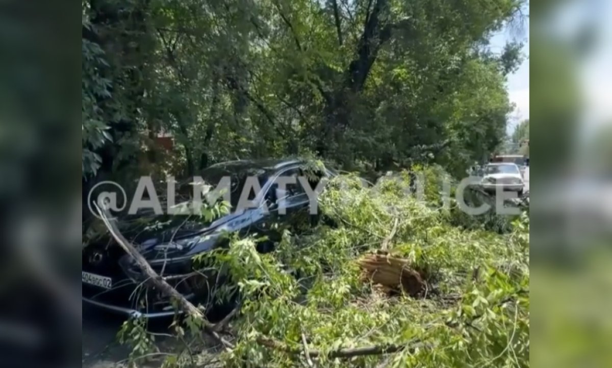 Дерево рухнуло на Lexus в Алматы