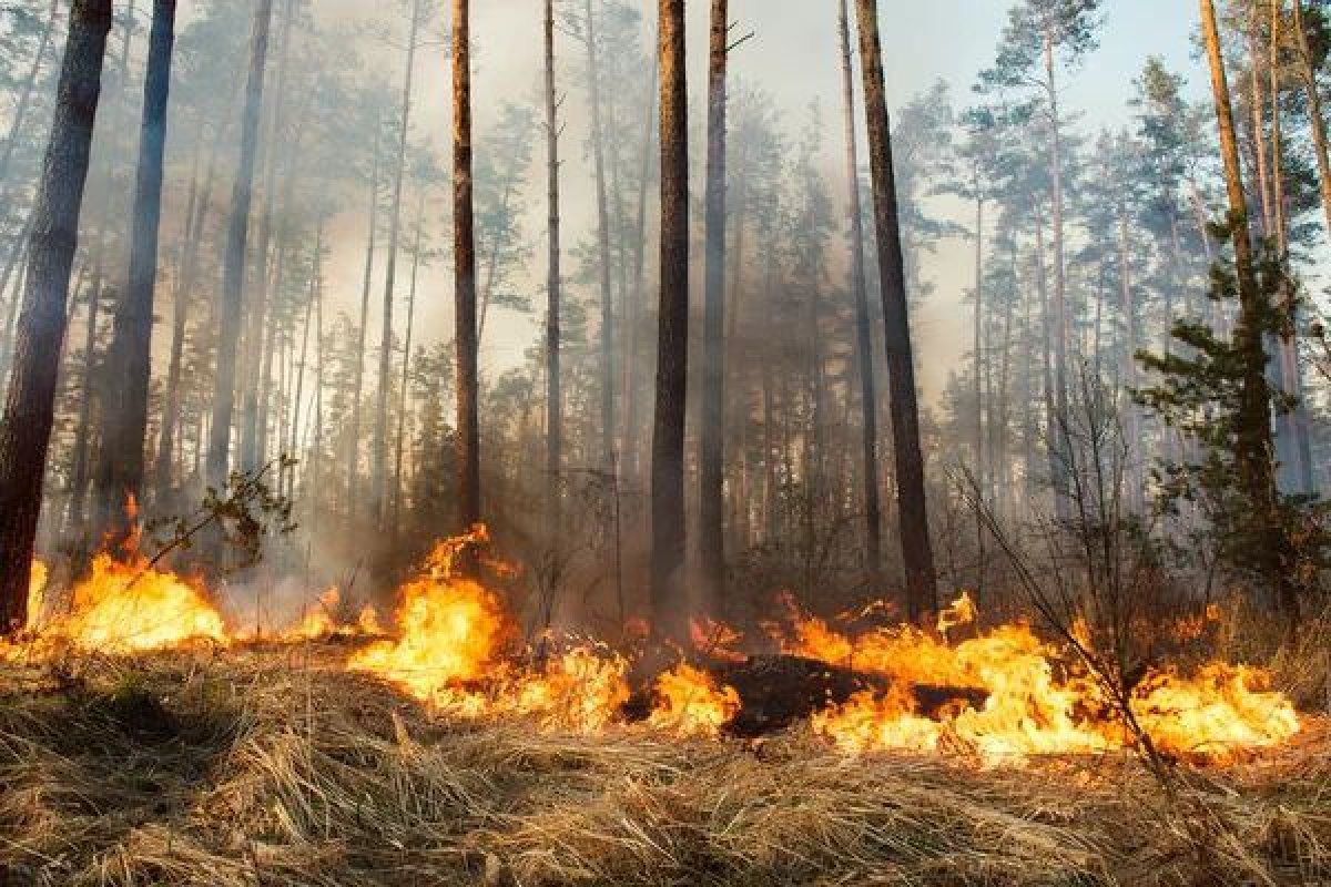 Удары молний за сутки вызвали 55 лесных пожаров в Казахстане