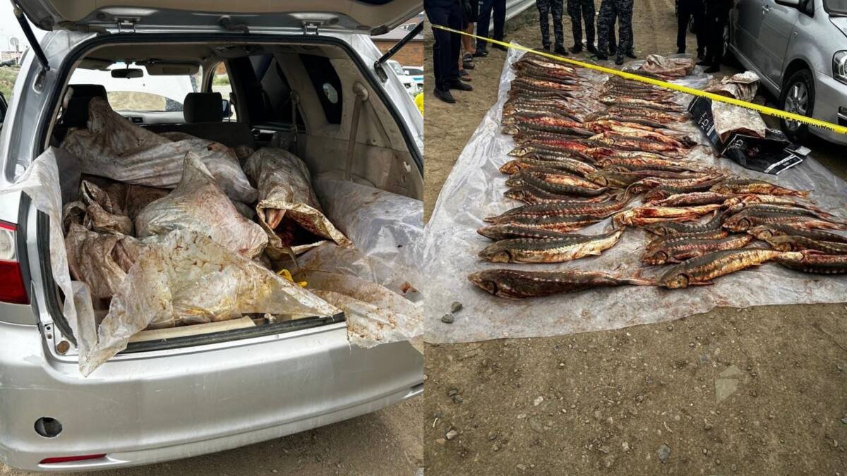 Почти 300 кг осетровой рыбы нашли в машине в Атырау