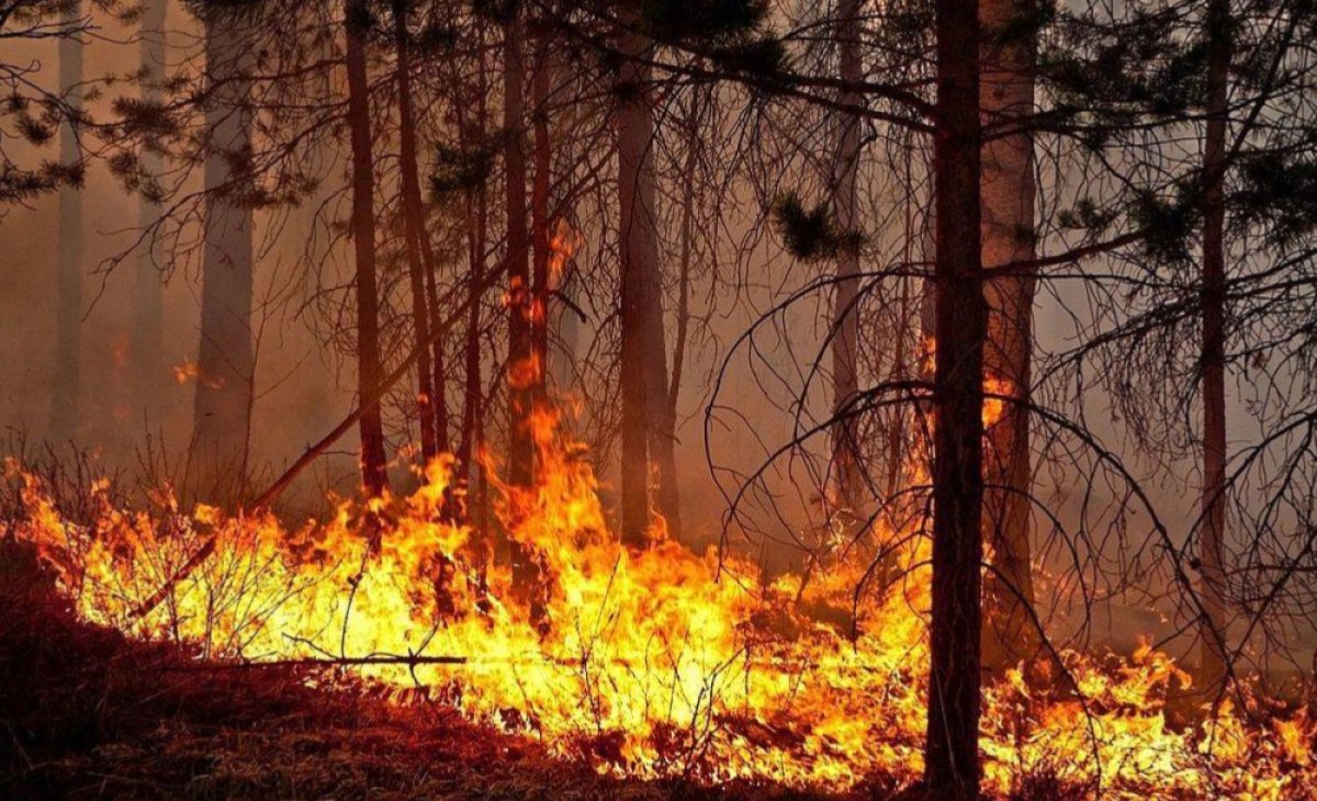 Сразу четыре лесных пожара произошло в Казахстане