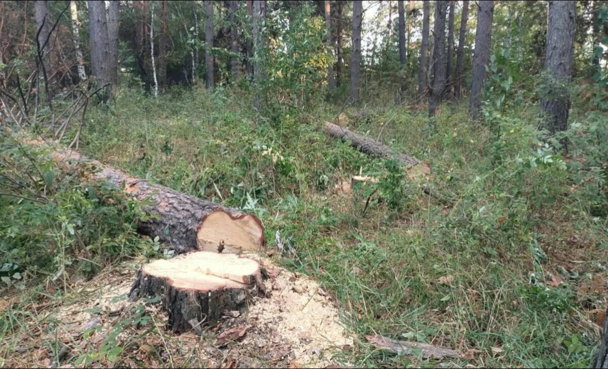 Массовую вырубку деревьев расследуют в Акмолинской области