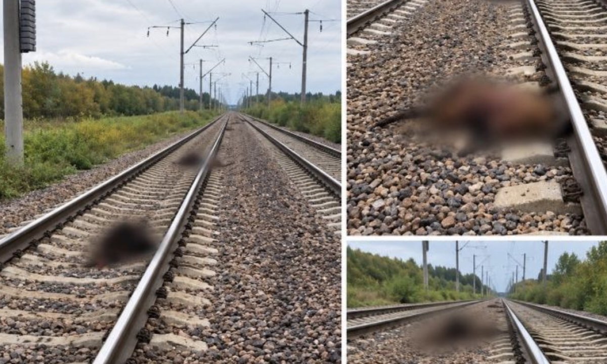 В Акмолинской области поезд сбил 13 голов скота