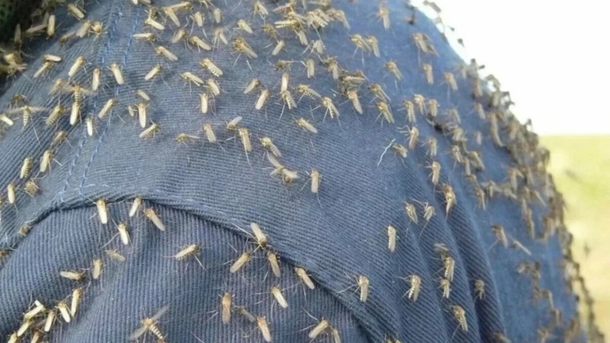 Откуда взялись тучи мошек в Астане, объяснили в акимате