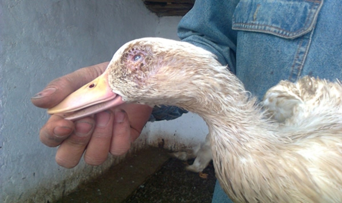Массовая гибель птиц в СКО: сельчанам отказали в компенсации