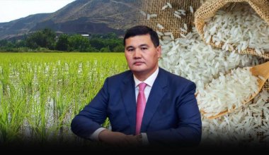 Дефицит и безработица: чем может закончиться борьба с рисом в Кызылординской области