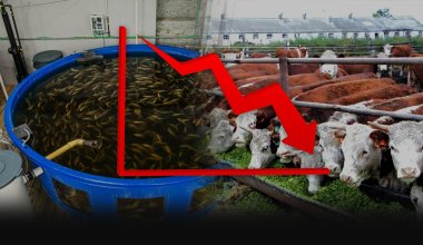 Ни рыбы, ни мяса: активность в животноводческой отрасли РК упала на 80%