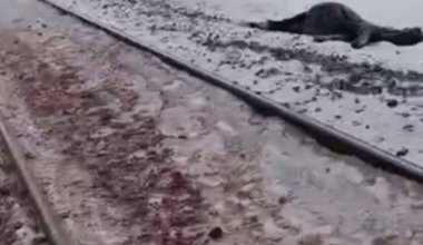 Поезд насмерть сбил шесть лошадей в области Улытау
