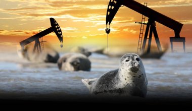 Спасение каспийского тюленя – это вопрос будущего всего Каспия