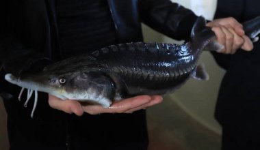 Ловись рыбка большая: как в Актау новую отрасль развивают