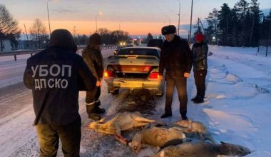 На севере Казахстана застрелили почти 50 косуль