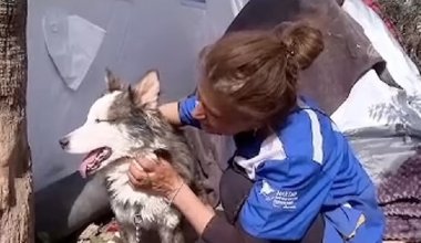Cпустя 25 дней после землетрясения в Турции из-под завалов нашли живую собаку