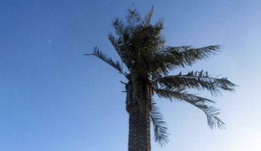 На набережной Актау начали осыпаться пальмы