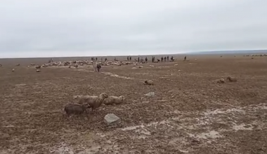 В Алматинской области 2 тыс овец застряли в грязевой массе