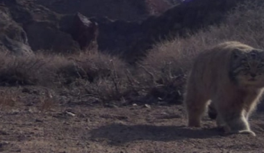 Редкий степной кот попал в фотоловушку в Чарынском каньоне