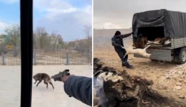 В сети появилось видео отстрела собак и сбрасывания трупов в яму в Жанаозене