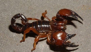"Чуть сознание не потеряли от страха": шымкентцы находят в домах скорпионов