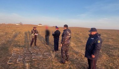 Более 130 рогов сайги выкопали во дворе частного дома в Атырауской области