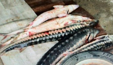 Почти 50 кг осетровой рыбы изъяли у 60-летнего жителя Мангистау