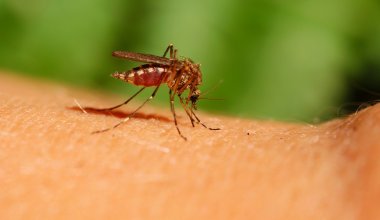 Новая эпидемия может появиться из-за комаров - ВОЗ